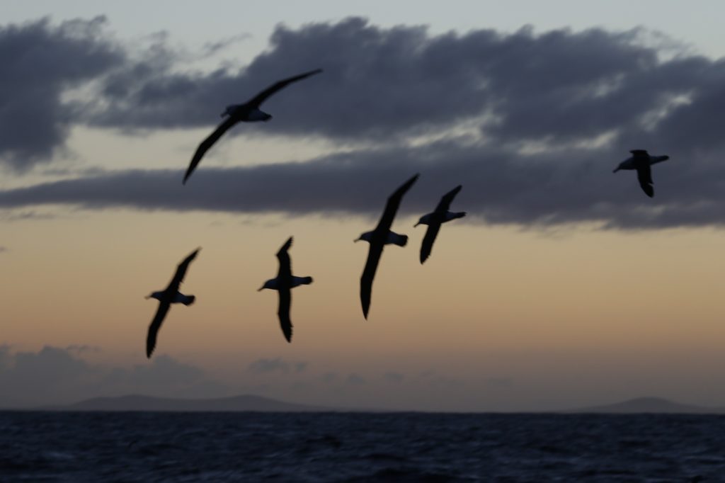 aves marinas en las Islas Falkland