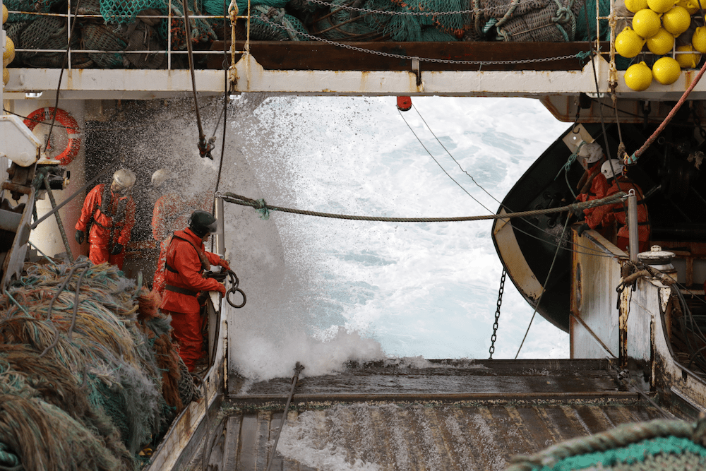SED-dispositivo para la exclusion de focas en barcos de pesca